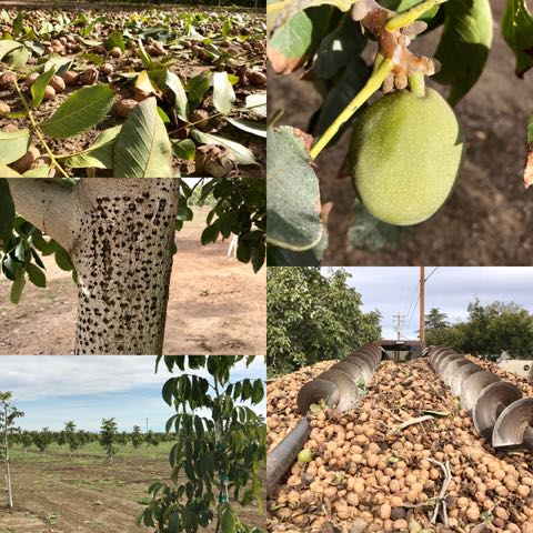 Passion, Technology and Water, Behind the Scenes of Walnut Farming