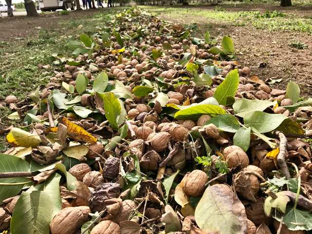 Walnuts Swept into a Row | Traveling 4 Food | Gary House